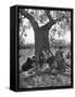 Peasants Working in Olive Groves South of Monopoli Taking a Siesta After Lunch under Favorite Tree-Alfred Eisenstaedt-Framed Stretched Canvas