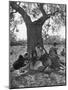 Peasants Working in Olive Groves South of Monopoli Taking a Siesta After Lunch under Favorite Tree-Alfred Eisenstaedt-Mounted Photographic Print