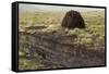 Peat Cutting, Connemara, County Galway, Connacht, Republic of Ireland-Gary Cook-Framed Stretched Canvas