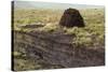 Peat Cutting, Connemara, County Galway, Connacht, Republic of Ireland-Gary Cook-Stretched Canvas