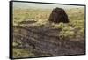 Peat Cutting, Connemara, County Galway, Connacht, Republic of Ireland-Gary Cook-Framed Stretched Canvas