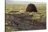 Peat Cutting, Connemara, County Galway, Connacht, Republic of Ireland-Gary Cook-Stretched Canvas