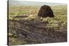 Peat Cutting, Connemara, County Galway, Connacht, Republic of Ireland-Gary Cook-Stretched Canvas