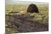 Peat Cutting, Connemara, County Galway, Connacht, Republic of Ireland-Gary Cook-Mounted Photographic Print