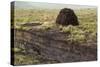 Peat Cutting, Connemara, County Galway, Connacht, Republic of Ireland-Gary Cook-Stretched Canvas