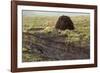 Peat Cutting, Connemara, County Galway, Connacht, Republic of Ireland-Gary Cook-Framed Photographic Print