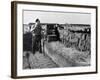 Peat Cutting, March 1954-null-Framed Photographic Print