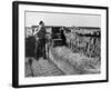 Peat Cutting, March 1954-null-Framed Photographic Print