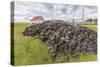 Peat Drying in the Wind for Fuel at Long Island Sheep Farms, Outside Stanley, Falkland Islands-Michael Nolan-Stretched Canvas