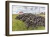 Peat Drying in the Wind for Fuel at Long Island Sheep Farms, Outside Stanley, Falkland Islands-Michael Nolan-Framed Photographic Print