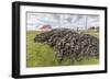 Peat Drying in the Wind for Fuel at Long Island Sheep Farms, Outside Stanley, Falkland Islands-Michael Nolan-Framed Photographic Print