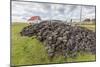 Peat Drying in the Wind for Fuel at Long Island Sheep Farms, Outside Stanley, Falkland Islands-Michael Nolan-Mounted Photographic Print