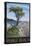 Pebble Beach, California - Lone Cypress Tree-Lantern Press-Stretched Canvas
