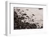 Pebble Beach, Punta De Teno, Tenerife, Canary Islands, Spain-Guido Cozzi-Framed Photographic Print