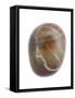 Pebble from Auchmithie Beach, Angus, Scotland, UK-Niall Benvie-Framed Stretched Canvas