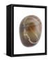 Pebble from Auchmithie Beach, Angus, Scotland, UK-Niall Benvie-Framed Stretched Canvas