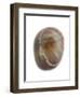 Pebble from Auchmithie Beach, Angus, Scotland, UK-Niall Benvie-Framed Photographic Print