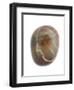 Pebble from Auchmithie Beach, Angus, Scotland, UK-Niall Benvie-Framed Photographic Print