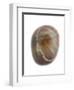 Pebble from Auchmithie Beach, Angus, Scotland, UK-Niall Benvie-Framed Photographic Print