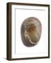 Pebble from Auchmithie Beach, Angus, Scotland, UK-Niall Benvie-Framed Photographic Print