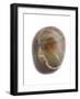 Pebble from Auchmithie Beach, Angus, Scotland, UK-Niall Benvie-Framed Photographic Print