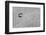 Pebble in hole of large rock, Sidmouth, Devon, England-David Burton-Framed Photographic Print