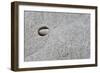 Pebble in hole of large rock, Sidmouth, Devon, England-David Burton-Framed Photographic Print