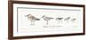 Pebbles and Sandpipers IX-Lisa Audit-Framed Premium Giclee Print