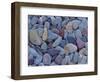 Pebbles at St. Mary Lake, Glacier National Park, Montana, United States of America, North America-James Hager-Framed Photographic Print