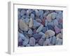 Pebbles at St. Mary Lake, Glacier National Park, Montana, United States of America, North America-James Hager-Framed Photographic Print