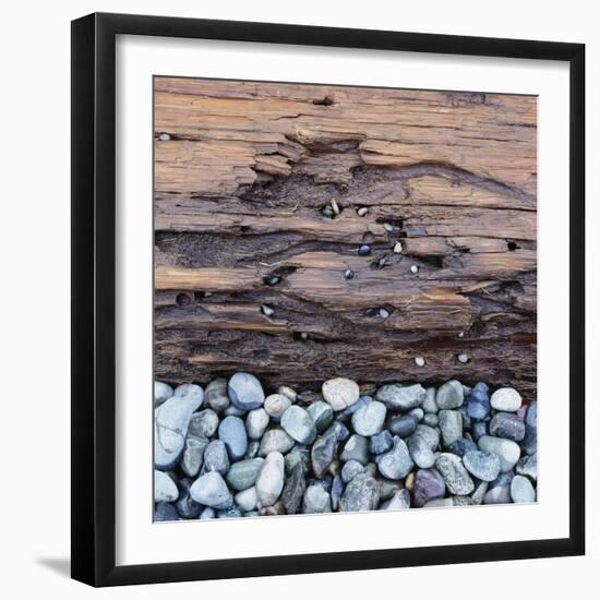 Pebbles in front of Tree Trunk-Micha Pawlitzki-Framed Photographic Print