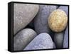 Pebbles in Sandymouth Beach, Cornwall, UK-Nadia Isakova-Framed Stretched Canvas