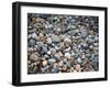 Pebbles, Little Hunters Beach-Michael Hudson-Framed Giclee Print