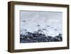 Pebbles on Playa Blanca, Lanzarote, Yaiza, Spain-Guido Cozzi-Framed Photographic Print