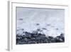 Pebbles on Playa Blanca, Lanzarote, Yaiza, Spain-Guido Cozzi-Framed Photographic Print