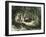 Pecaris Peru 1869-null-Framed Giclee Print