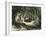 Pecaris Peru 1869-null-Framed Giclee Print