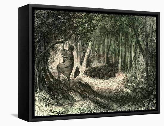 Pecaris Peru 1869-null-Framed Stretched Canvas