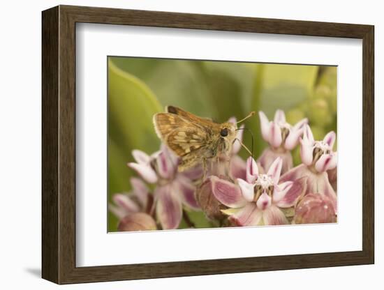 Peck's skipper butterfly feeding on flowers, Philadelphia, Pennsylvania-Doug Wechsler-Framed Photographic Print