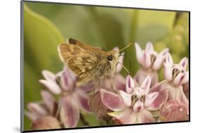 Peck's skipper butterfly feeding on flowers, Philadelphia, Pennsylvania-Doug Wechsler-Mounted Photographic Print