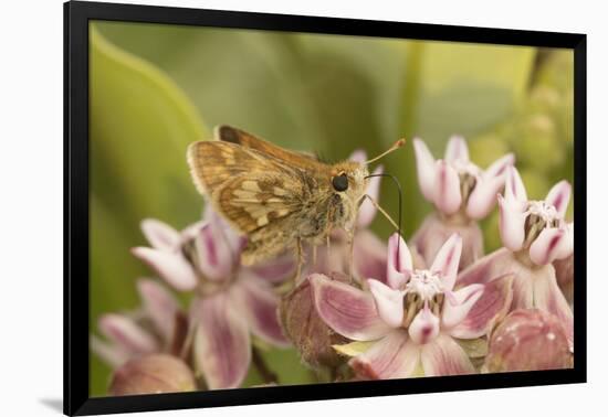 Peck's skipper butterfly feeding on flowers, Philadelphia, Pennsylvania-Doug Wechsler-Framed Photographic Print