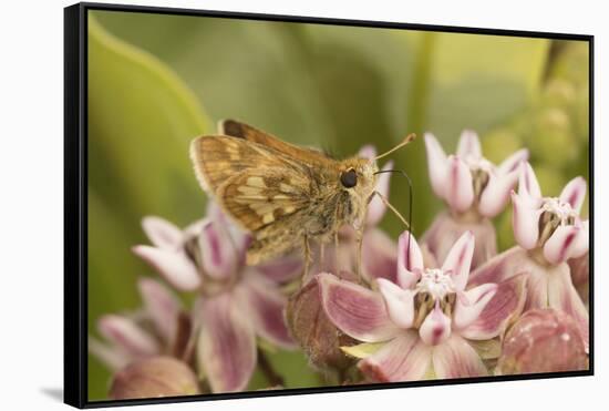 Peck's skipper butterfly feeding on flowers, Philadelphia, Pennsylvania-Doug Wechsler-Framed Stretched Canvas