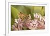 Peck's skipper butterfly feeding on flowers, Philadelphia, Pennsylvania-Doug Wechsler-Framed Photographic Print