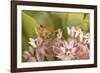 Peck's skipper butterfly feeding on flowers, Philadelphia, Pennsylvania-Doug Wechsler-Framed Photographic Print