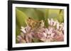 Peck's skipper butterfly feeding on flowers, Philadelphia, Pennsylvania-Doug Wechsler-Framed Photographic Print