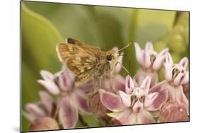 Peck's skipper butterfly feeding on flowers, Philadelphia, Pennsylvania-Doug Wechsler-Mounted Photographic Print