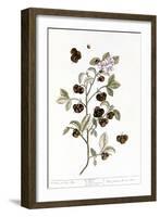 Peco Tea, 1735-Elizabeth Blackwell-Framed Giclee Print