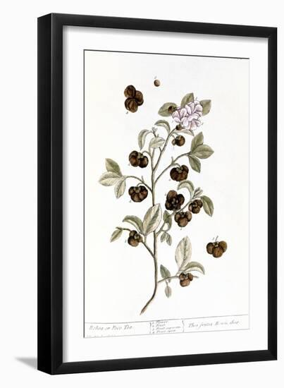 Peco Tea, 1735-Elizabeth Blackwell-Framed Giclee Print