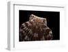 Pecten Albicans-Paul Starosta-Framed Photographic Print