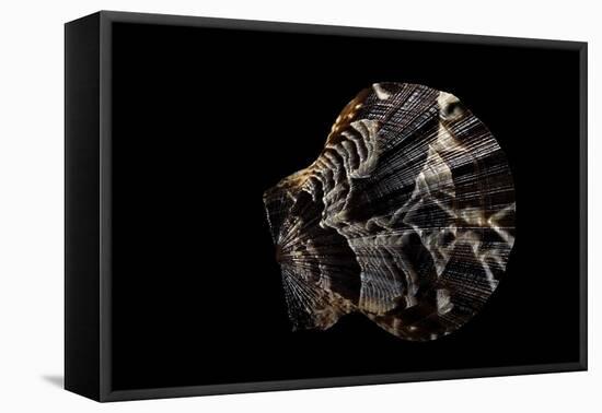 Pecten Glaber-Paul Starosta-Framed Stretched Canvas